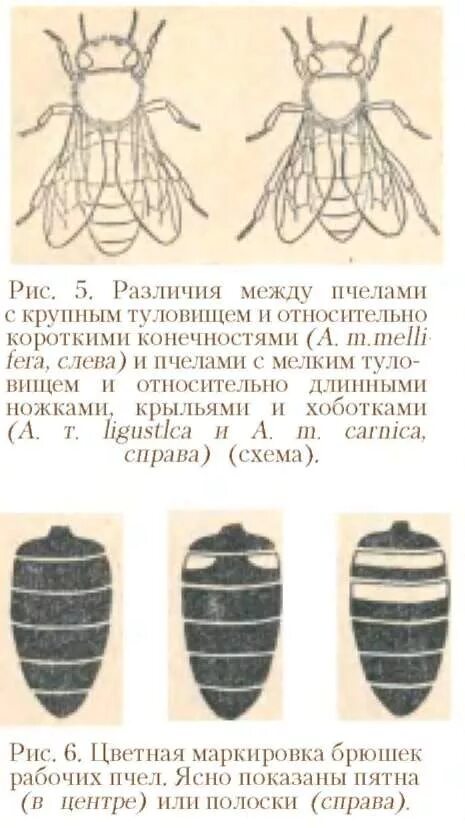 Как называется размножение пчел. Как называется размножение пчел
