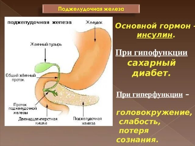 Раскройте роль гормонов в обмене веществ росте. Гипофункция гормона инсулина. Гипофункция поджелудочной железы. Гипофункция желчного пузыря. При гипофункции инсулина.