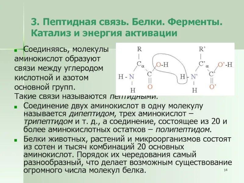 Пептидная связь в белках. Образование пептидной связи в белках. Пептидная связь это в биологии. Образование пептидной связи между аминокислотами.