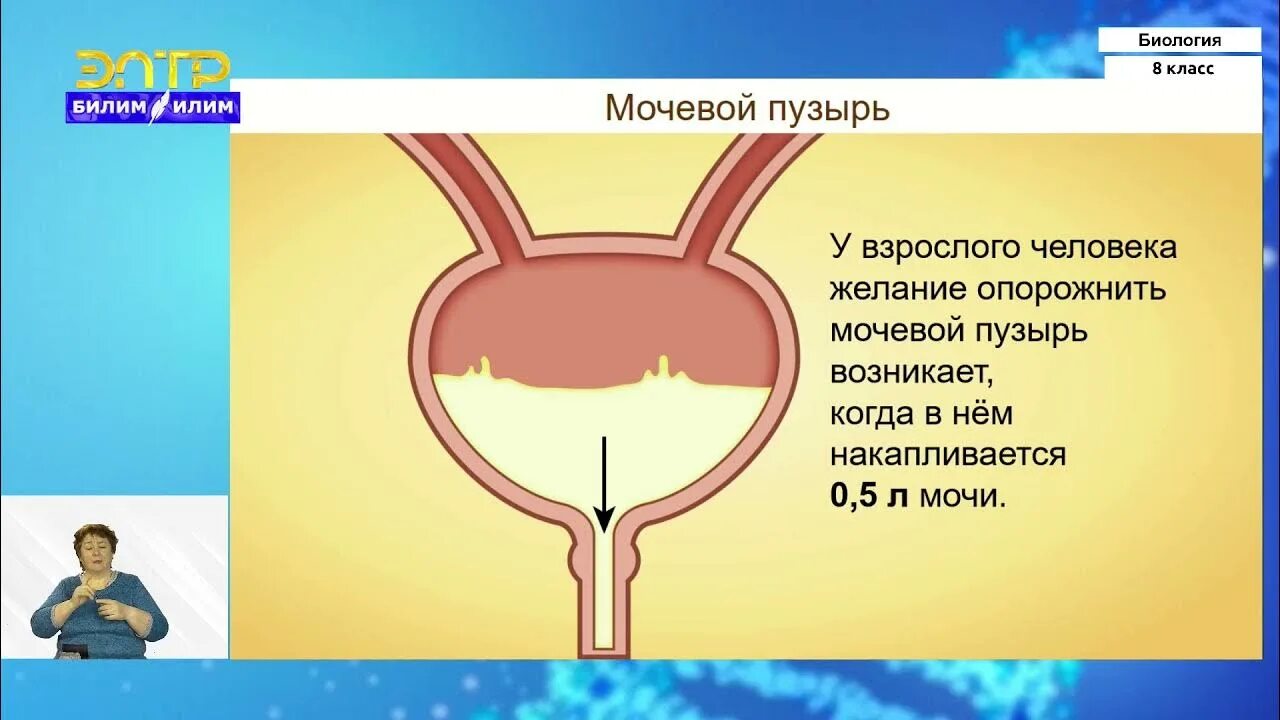 Выделение (биология). Выделение биология 8. Видеоурок по биологии 8 класс выделение. Органы выделения 8 класс биология. Урок выделение 8 класс