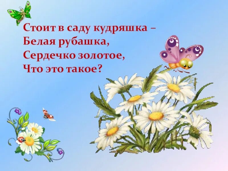 Кудряшка белая рубашка. Стоит в саду кудряшка белая рубашка сердечко золотое что это такое. стоит в саду кудряшка белая рубашка сердечко золотое отгадка. стоит в саду кудряшка. стоит в поле кудряшка белая рубашка сердечко.