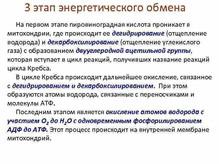 Энергетическим обменом является. 3 Этапа энергетического обмена. 3 Стадии энергетического обмена. Третий этап энергетического обмена. 3 Фазы энергетического обмена.