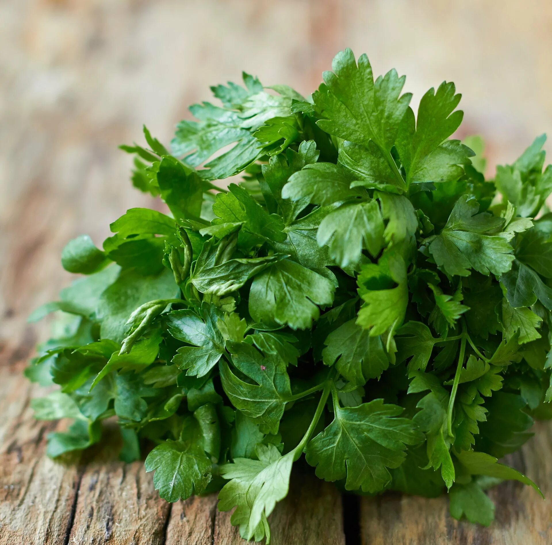 Кориандр, или кинза (Coriandrum sativum. Кинза бланшированная. Кинза куст. Бали кинза.