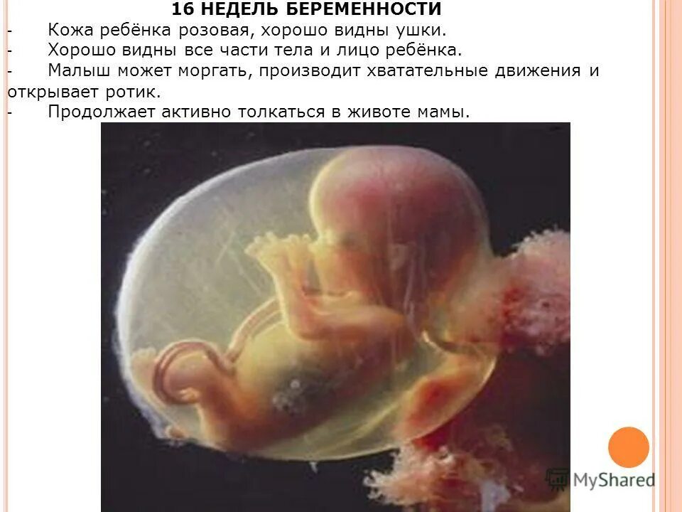 Плод находится в воде. Внутриутробное развитие плода 16 недель. малыш на 16 неделе беременности.
