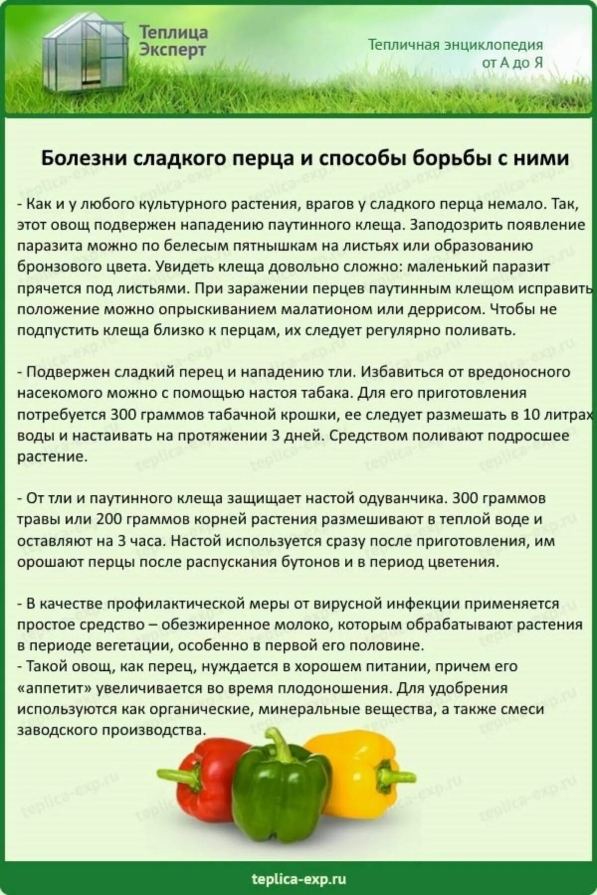 В какое время обрабатывать клубнику