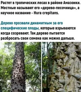 Какие есть опасные деревья