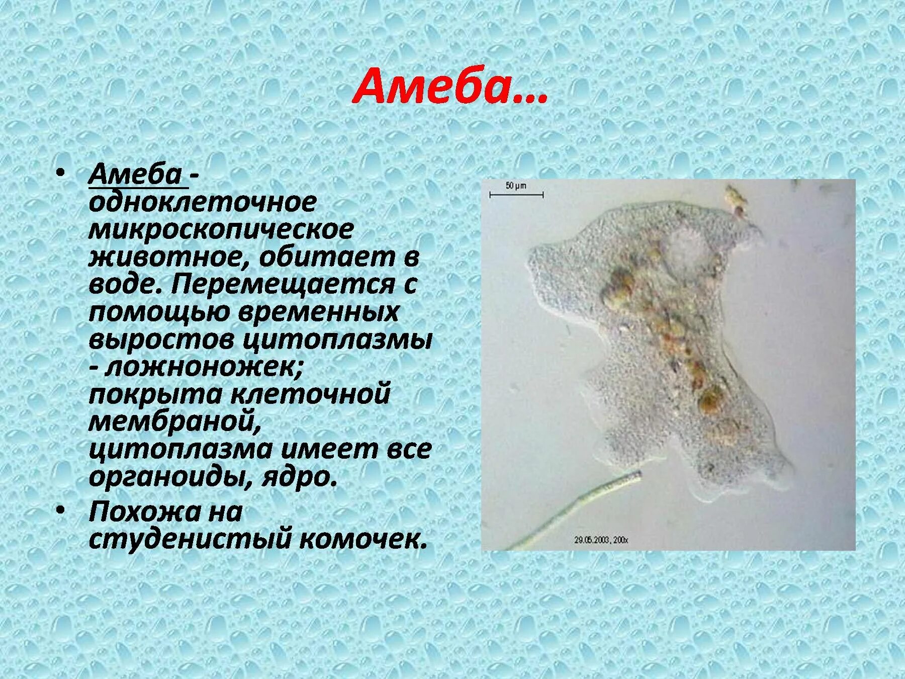 Амеба обыкновенная передвигается с помощью тест ответы. Амеба 5 класс биология. амёба обыкновенная передвигается. амеба передвигается с помощью. амеба обитает.