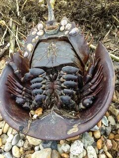 Самый самый членистоногие