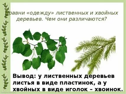 Отличие хвойные лиственные