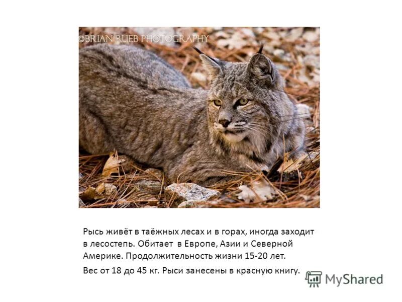 Болотная рысь хаус. Рысь фото и описание. Сочинский национальный парк рысь. Бобкэт рысь. Где живет рысь.