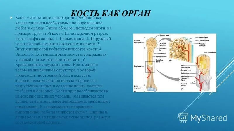 Основные функции кости