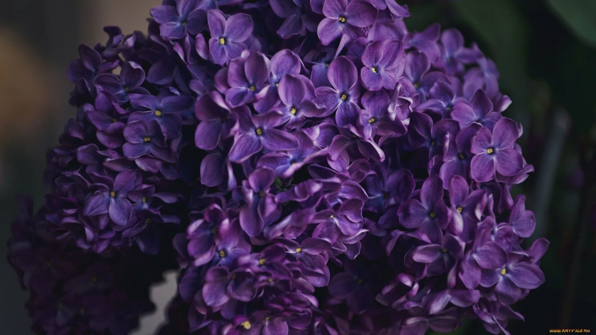 Какого цвета сирень. Сирень фрэнк паттерсон. syringa vulgaris `фрэнк патерсон`. сирень хан тенгри. сирень пурпурная махровая.