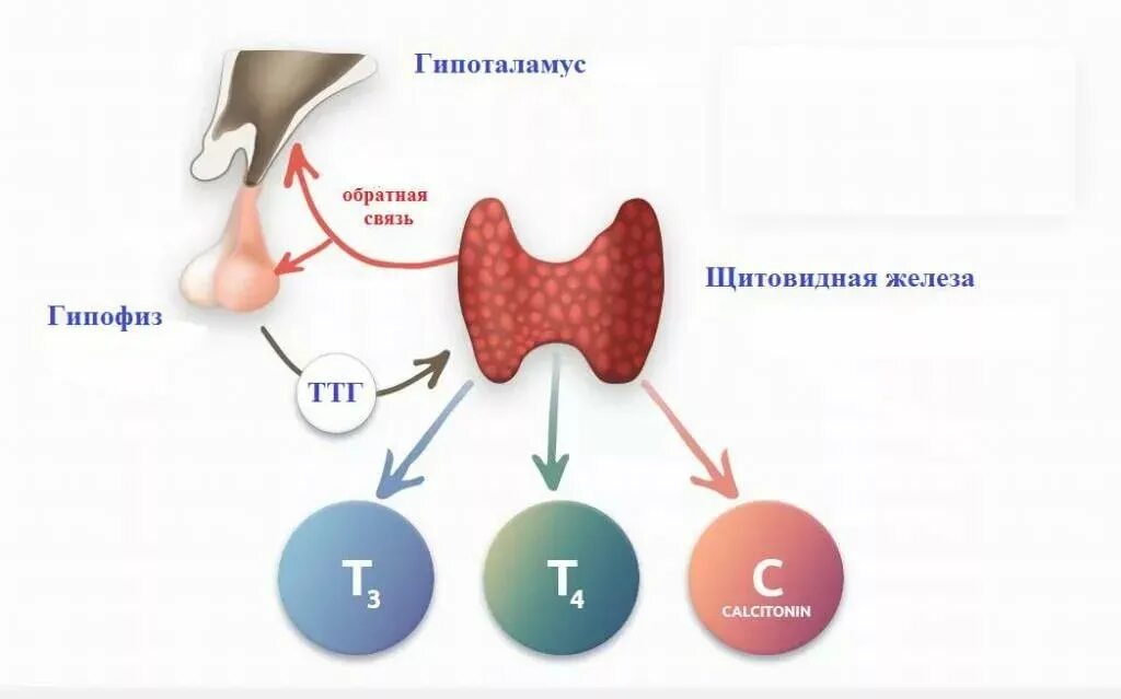 Схема выработки гормонов щитовидной железы. Схема образования гормонов щитовидной железы. Регуляция образования гормонов щитовидной железы. Гормоны щитовидной железы ТТГ.