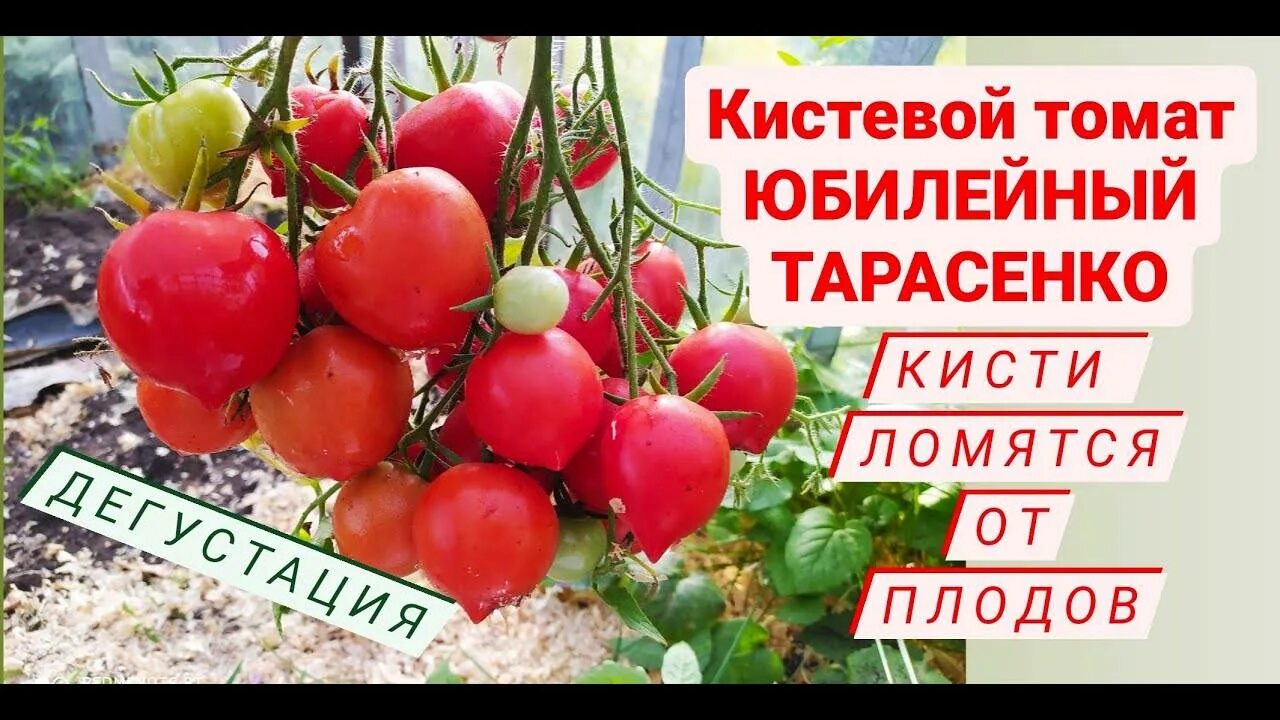 Помидоры юбилейный тарасенко. Сорт помидоров Юбилейный Тарасенко. Томат гибрид Тарасенко Юбилейный. Сорт томата Юбилейный Тарасенко. Юбилей Тарасенко томат.