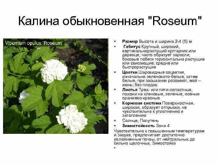 Калина красная - чем полезна осенняя ягода МБДОУ "Атлашевский детский сад "Золуш