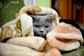 New Cat Wrapped In Blanket - Cat Picture