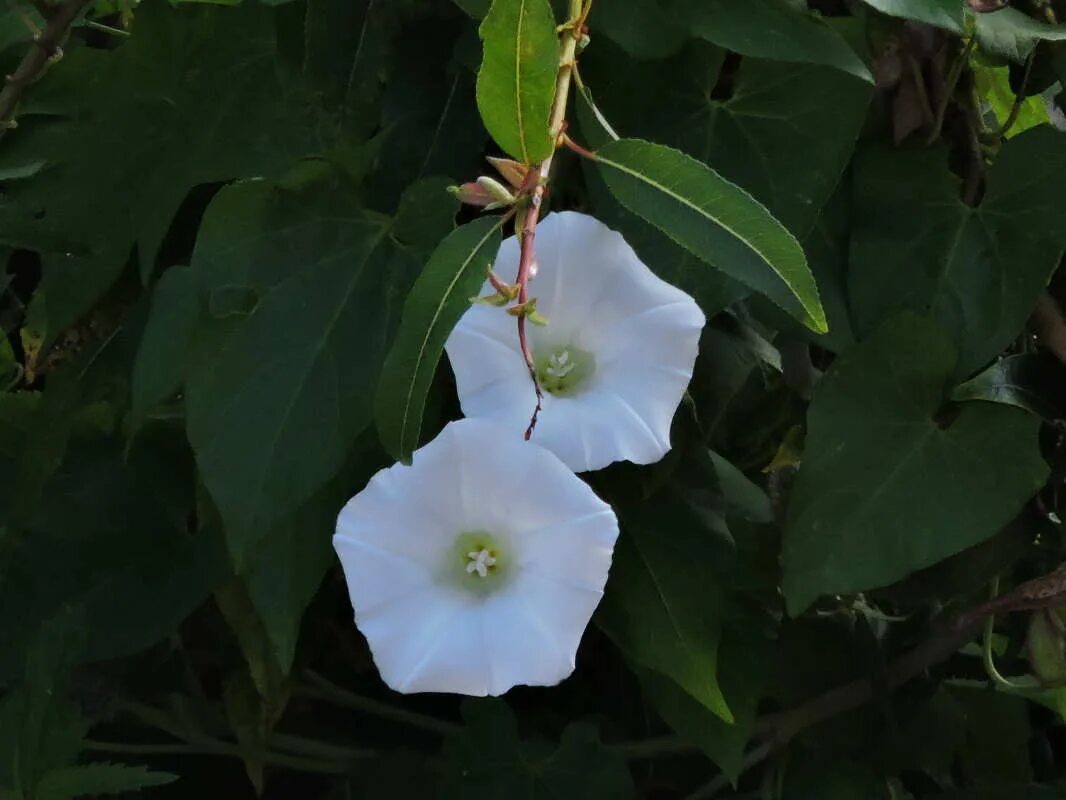 ипомея вьюнок. вьюнок двувершинный. запрещенный вьюнок. запрещенный вьюнок. вьюнок ипомея семена.