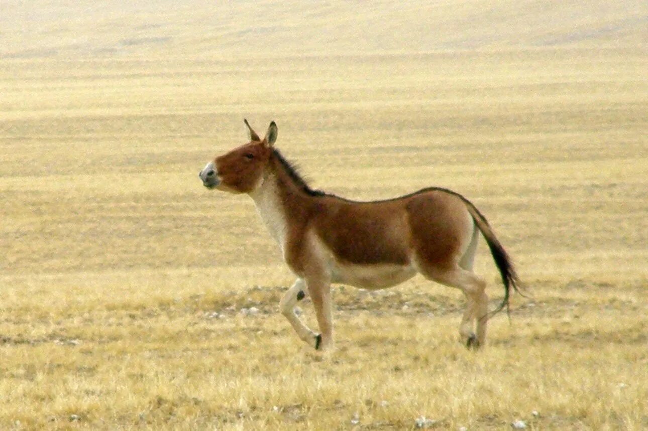 Кулан область. Тибетский Кулан. Монгольский Кулан скорость. Кулан отряд. Пустыни средней Азии Кулан.