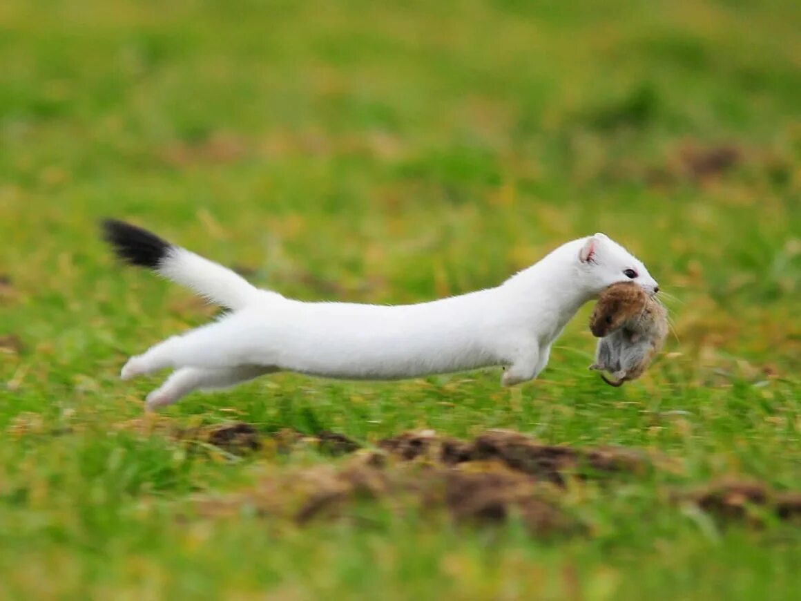 Ласка птица. Ласка зверек. Ласка на дятле. Горностай на дятле. Хорек на дятле.