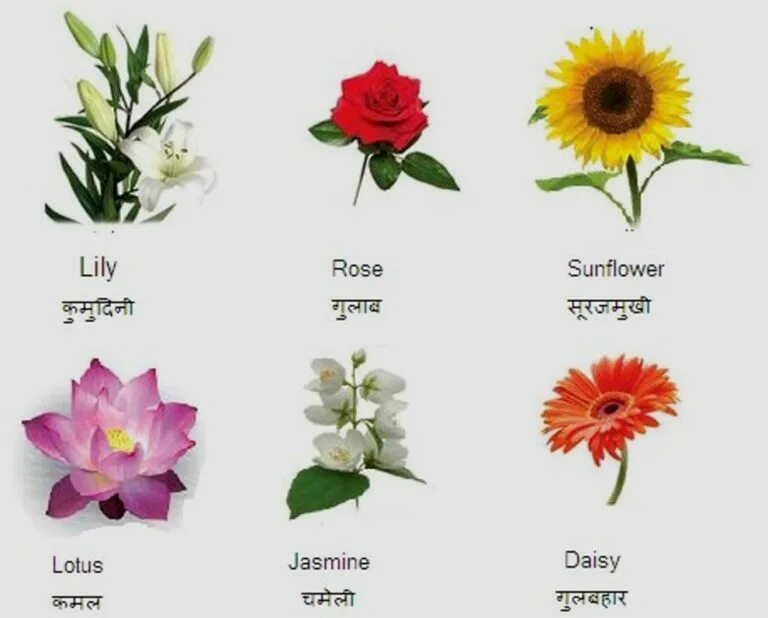 Английское слово flower