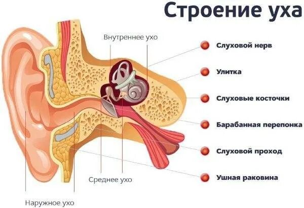 Заложило уши причины и что делать. Среднее ухо. Упражнения для внутреннего уха. Нервы в среднем ухе.