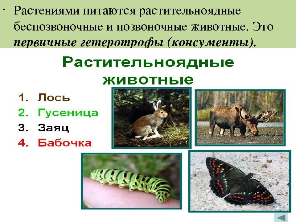 Способы питания растительноядных