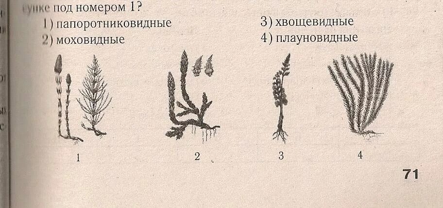 Какие отделы растений показаны на рисунке. Водоросли псилофиты споровые растения. Плауны риниофиты. Папоротниковидные Плауновидные Хвощевидные. Водоросли предки высших растений.