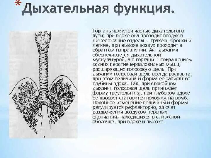 Дыхательную функцию выполняют клетки. Дыхательная функция гортани. Гортань функции в дыхании. Функции гортани в дыхательной системе. Роль гортани в дыхательной системе.