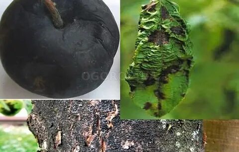 Лечение черного рака
