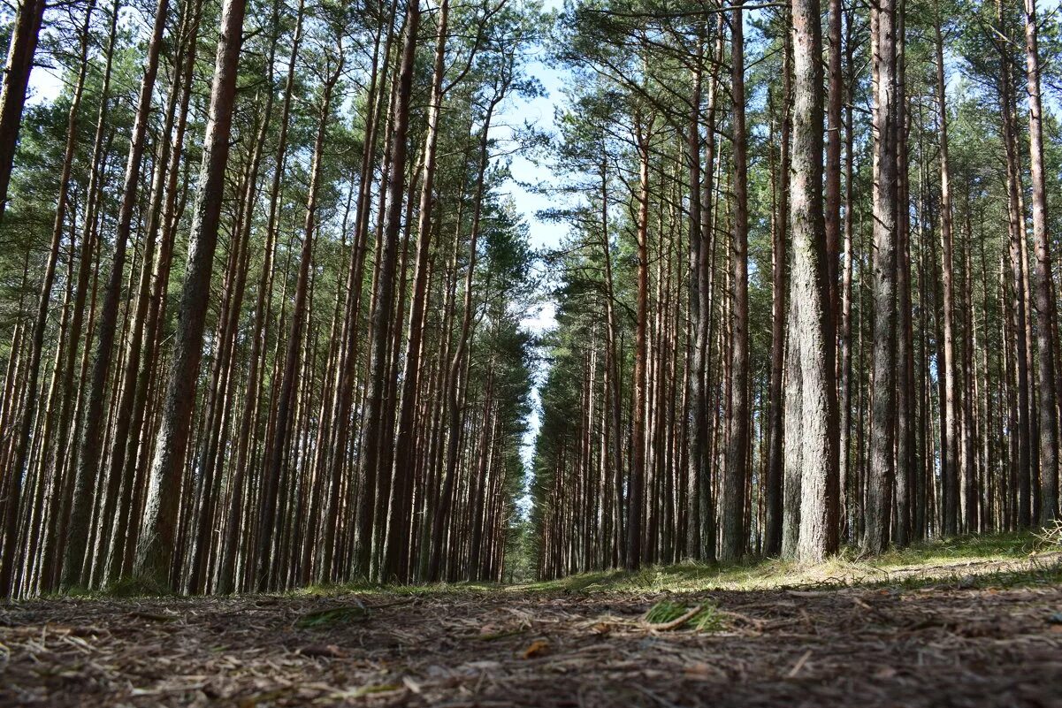 З бор. Ахуны Пенза лес. Сосновый лес Куршская коса. Сосновый Бор Пенза Ахуны. Абросимовский Бор Боровичи.