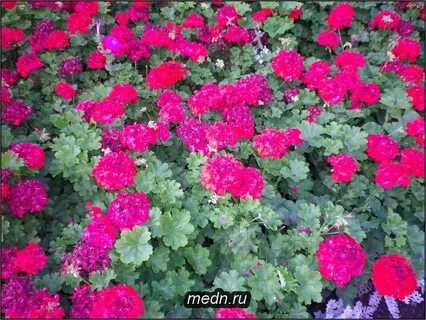 Пеларгос