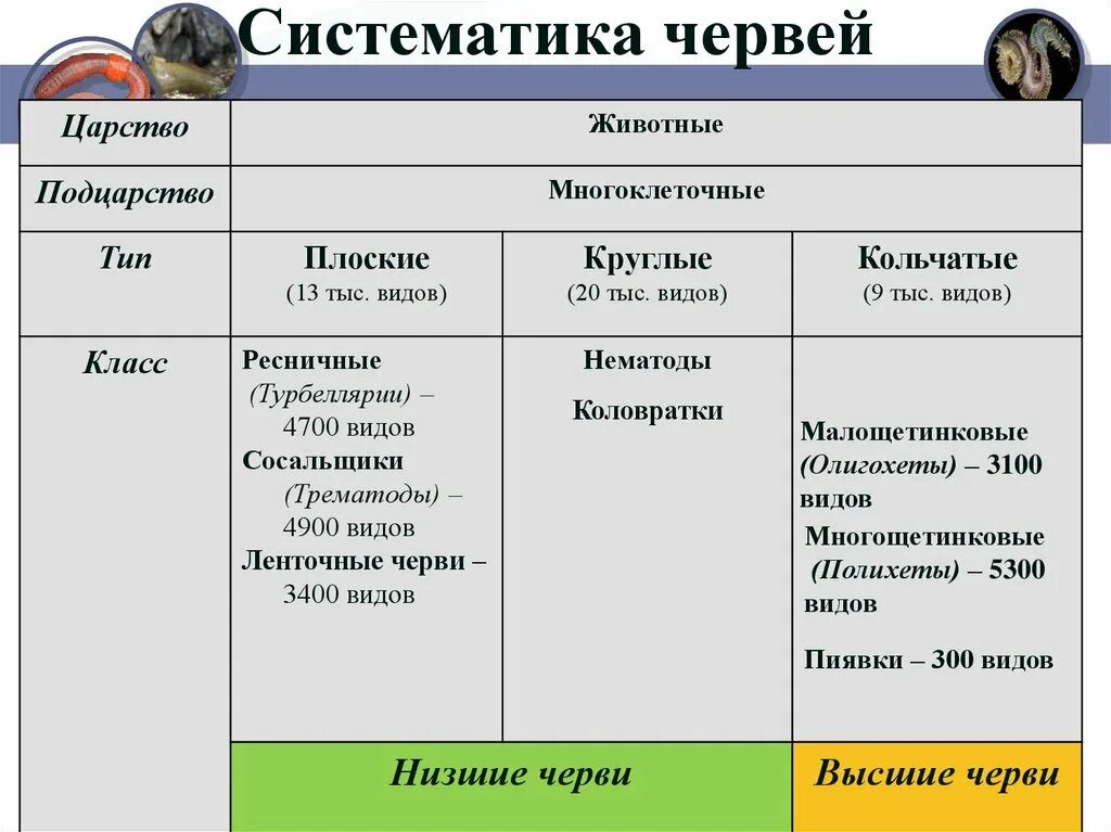 Тип Кольчатые черви - презентация онлайн