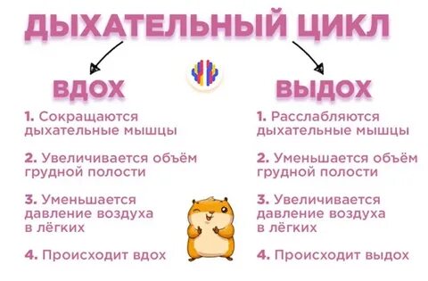 Дыхательный цикл