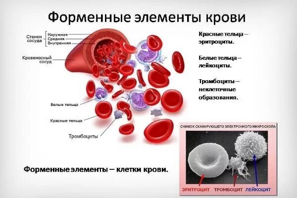 Кровь строение рисунок. Кровь форменные элементы крови тромбоциты. Строение эритроцитов лейкоцитов и тромбоцитов. Форменные элементы крови кровяные клетки. Схема эритроцитов лейкоцитов тромбоцитов.