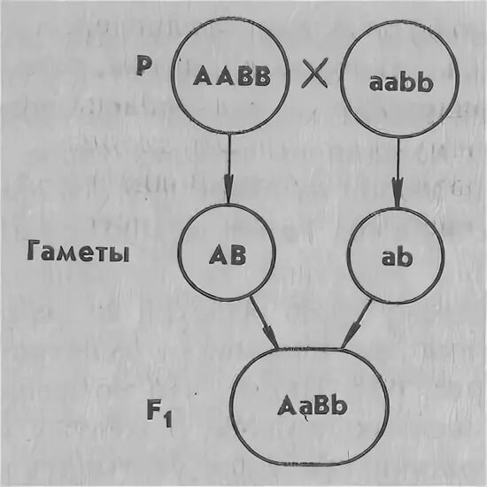 Гаметы генотипа aabb. Гаметы генотипа aabb