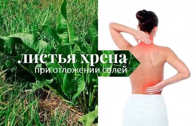 Хрен при болях в суставах. Листья хрена при отложении солей. лечебный лист хрена. листья хрена.