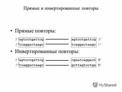 Прямое повторение