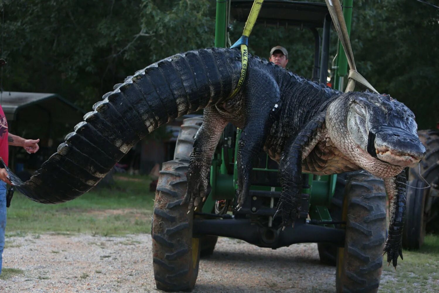 10 самых больших животных. Гигантский гребнистый крокодил. Самый большой Аллигатор в мире. Самый большой крокодил в мире аллигатора. Самый большой пойманный Аллигатор в мире.