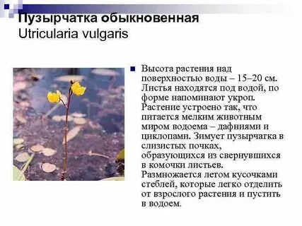 Морфологический критерий пузырчатка обыкновенная