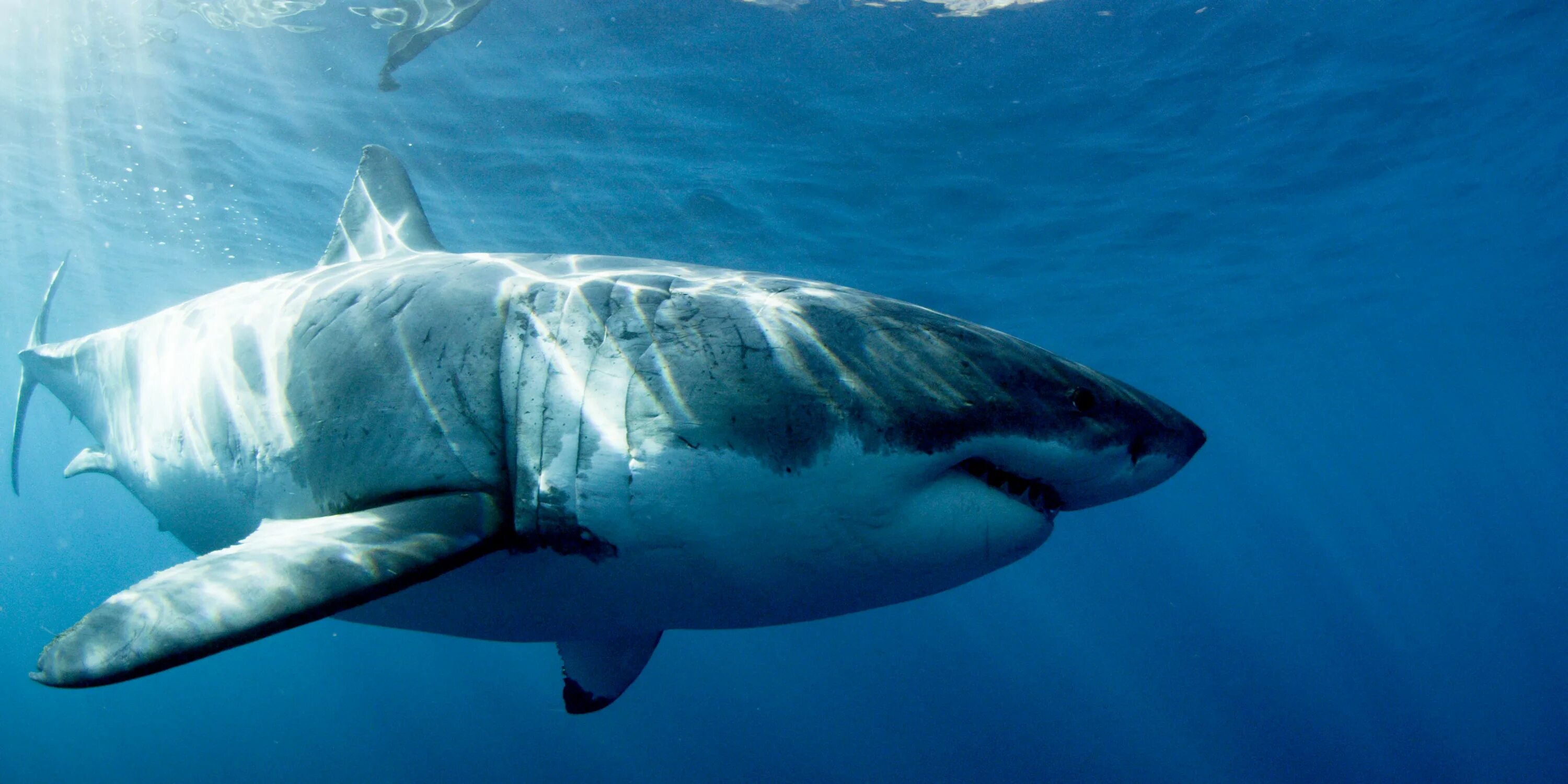 Плотный живой. Акула МЕГАЛОДОН. Самая большая акула в мире МЕГАЛОДОН. Большая белая акула кархародон. Акула МЕГАЛОДОН жива.