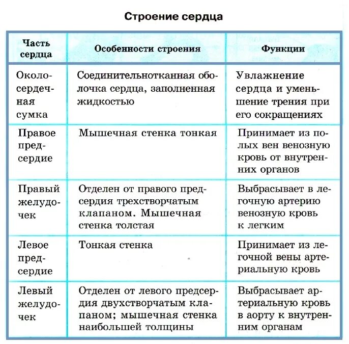 Системы органов человека состав и функции. Строение и функции кровеносной системы таблица. Сердце строение и функции таблица. Характеристика основных элементов сердца. Таблица часть сердца строение функции.