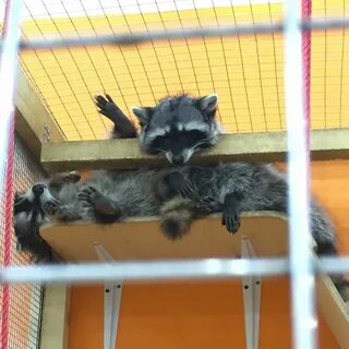 Погладь енота москва