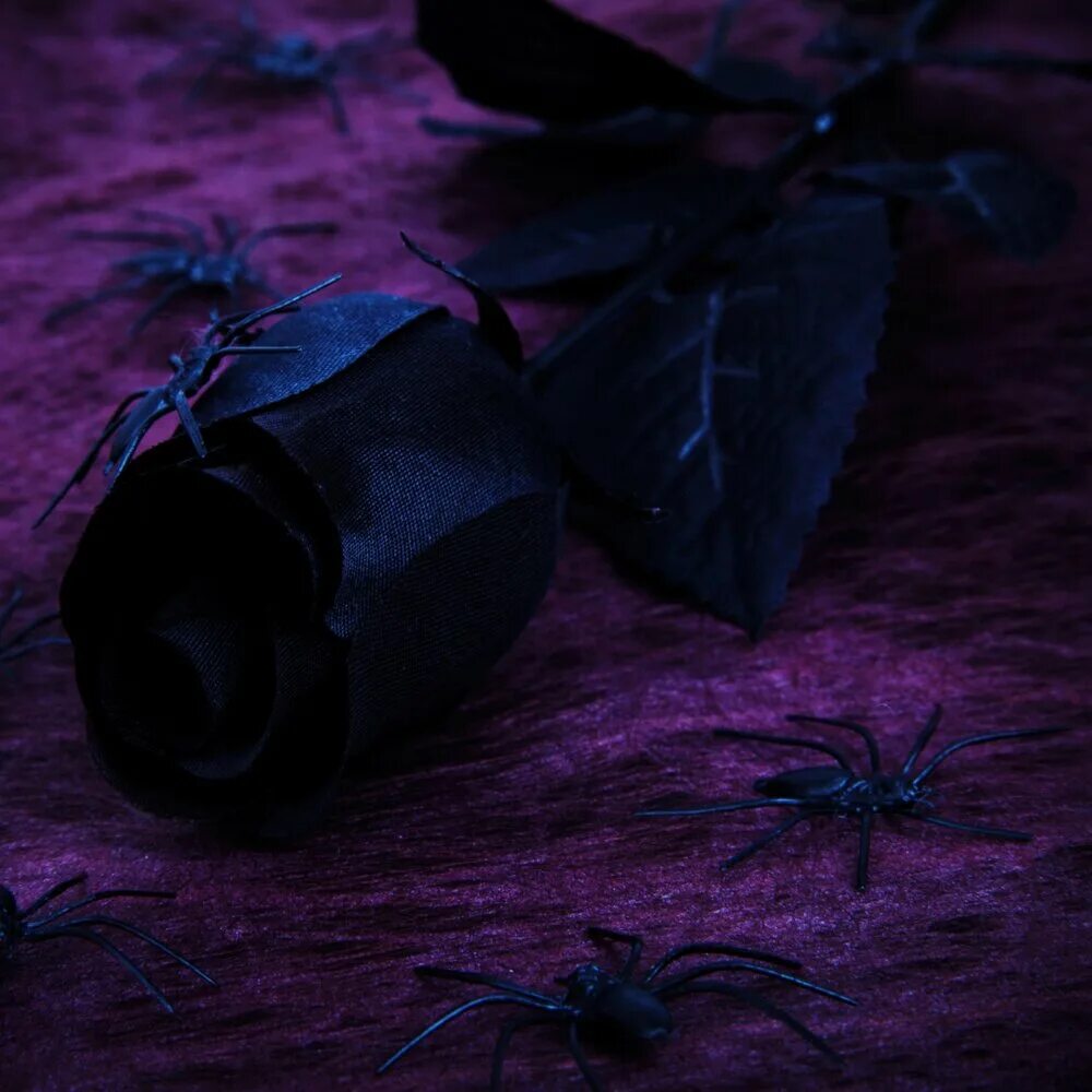Be gone слушать. Black Roses обложка альбома.