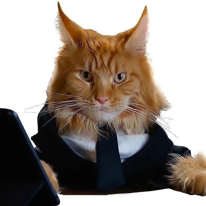 кот ведущий. кот ведущий. кот корреспондент. кот журналист. коты журналисты.