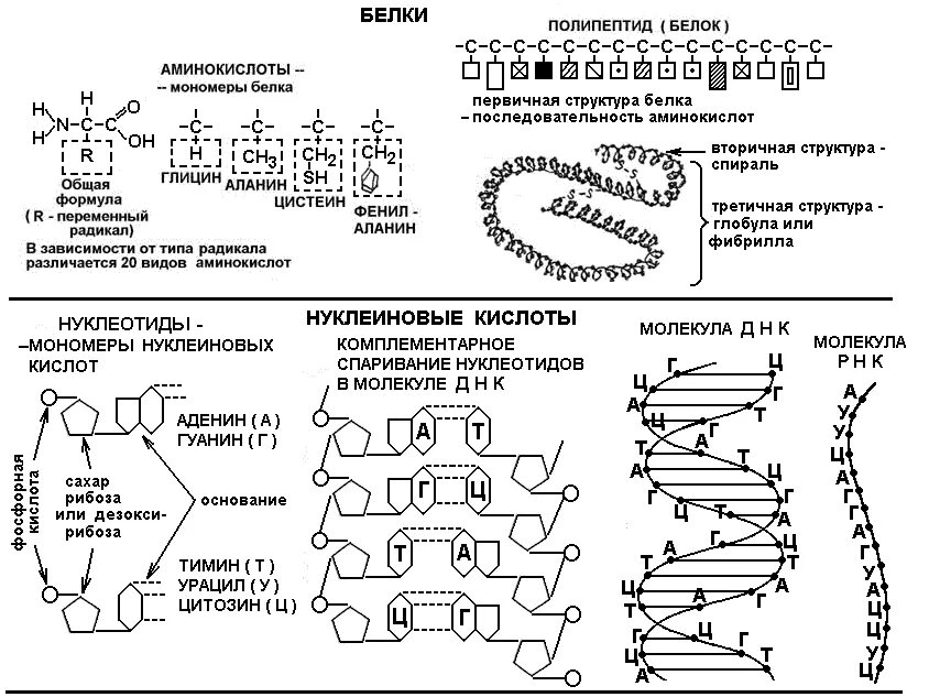 Структура белка ЕГЭ биология таблица. Структуры белка ЕГЭ биология. Белок структура ЕГЭ биология. Структура белка схема.