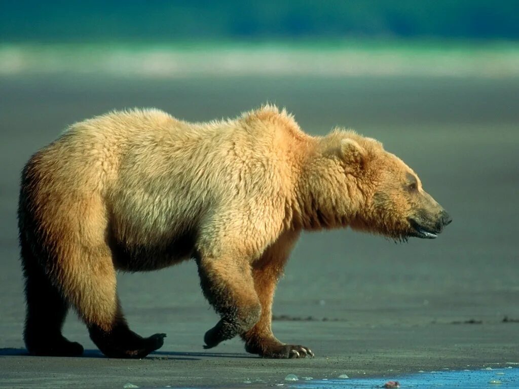 Камчатский медведь московский зоопарк. Бока мишка. Бока мишка. Медведь гризли в московском зоопарке. Бока мишка.