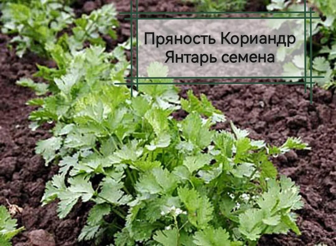 Можно ли сажать кинзу под зиму