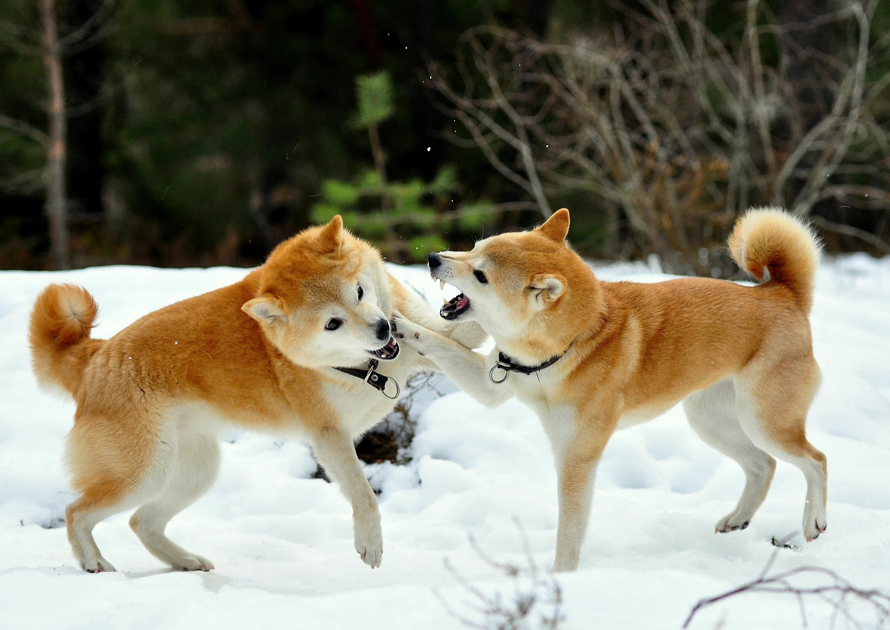 Сиба ину. Японская порода собак сиба-ину. Сиба ину щенок. Акита и сиба ину.