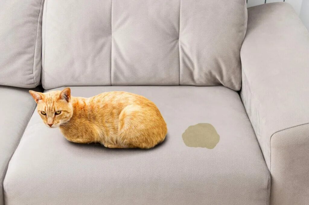 Диван воняет. Диван кошка. Кот на диване. Коты на диване. Диванчик для кошки.