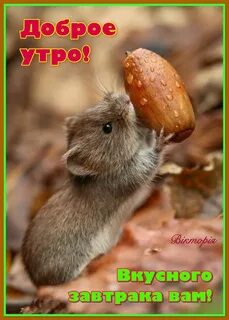 Животное питающееся грызунами